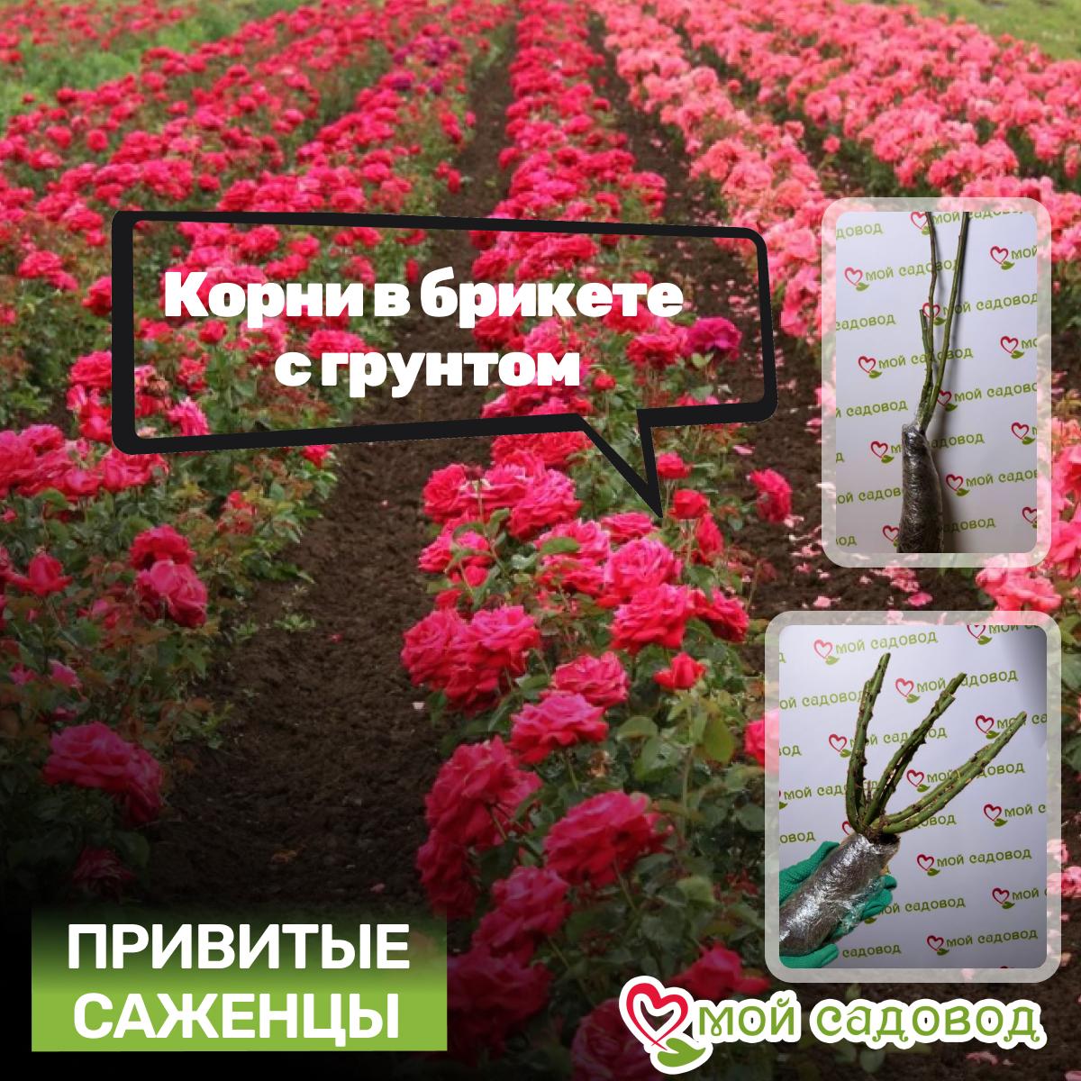 Роза чайно-гибридная Принцесса Сакуры