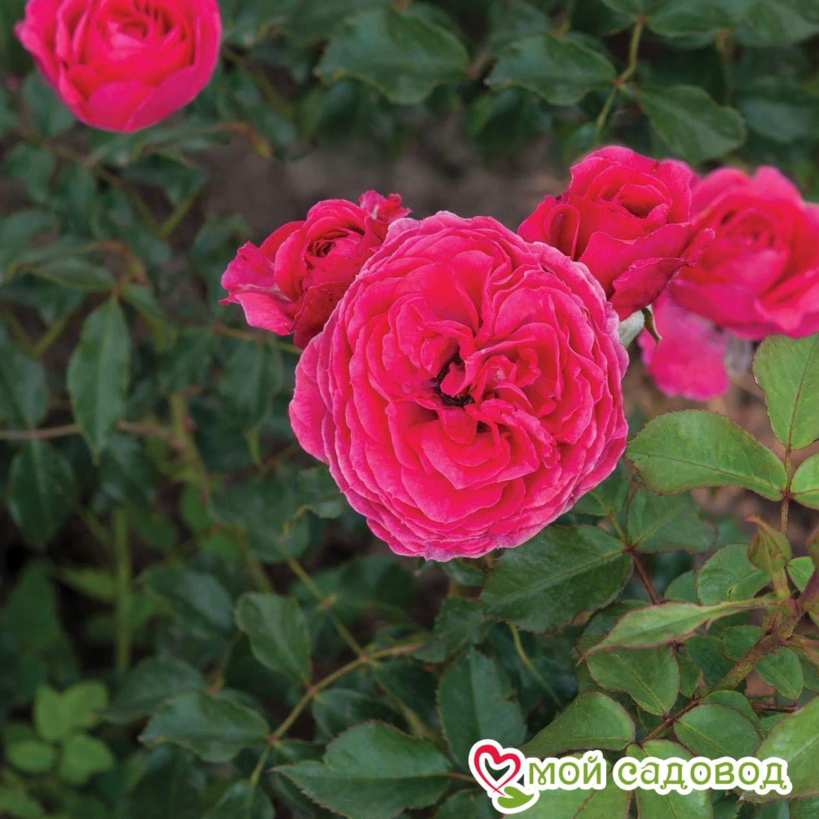 Роза полиантовая Сава Река (Sava Reka)