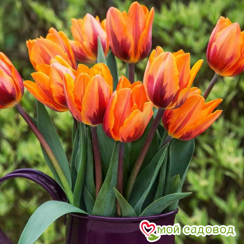 Тюльпан Принцесс Ирен