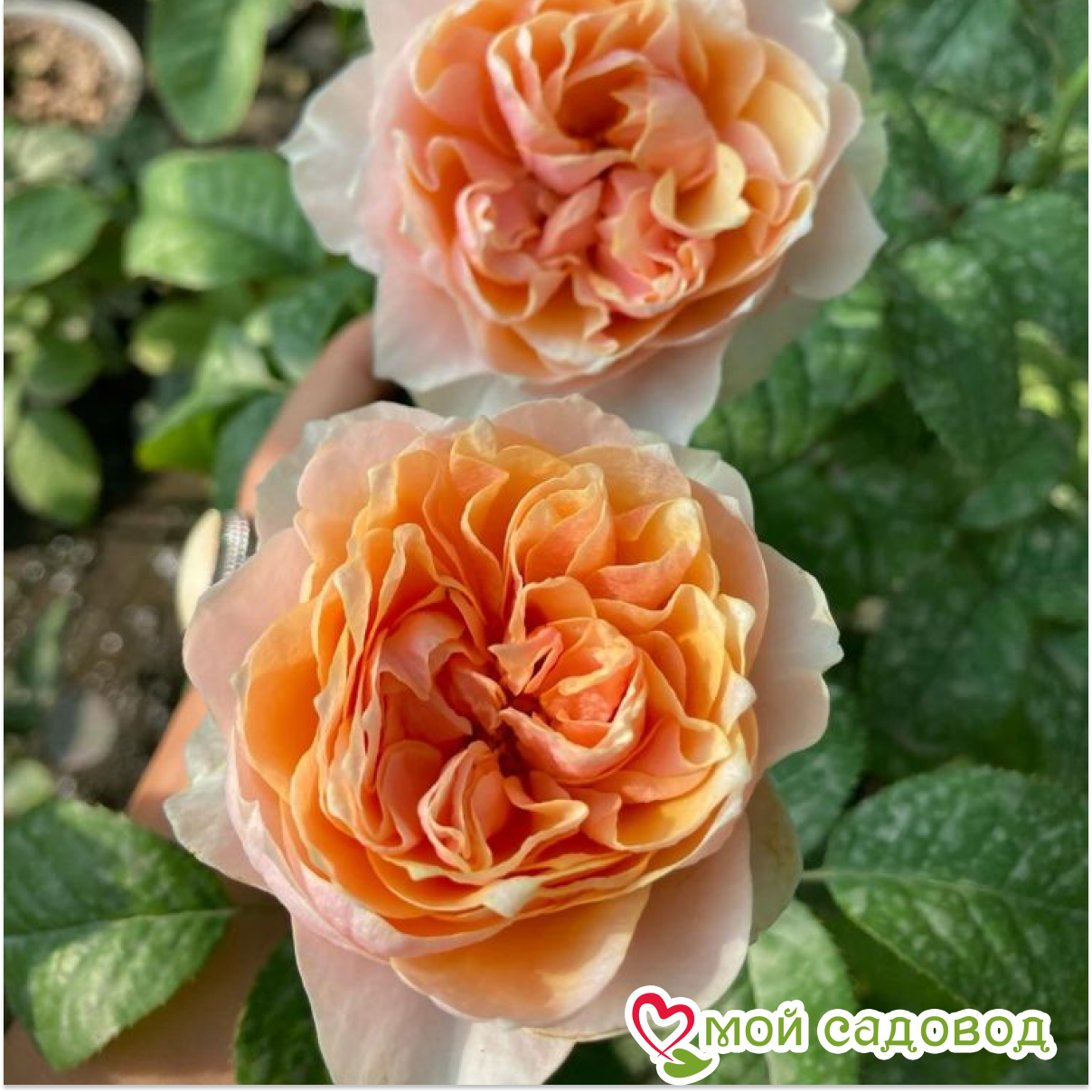 Роза чайно-гибридная Вувузела